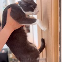 壁に近づく猫