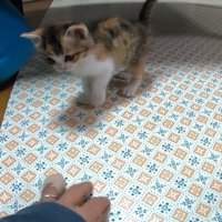 手の方に歩く子猫