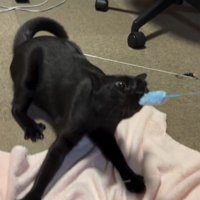 男性が持っているねこじゃらしを咥えて凝視する猫