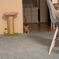 部屋の奥から飼い主さんのほうを見つめるらむくん