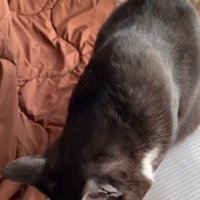 おやつを食べる猫