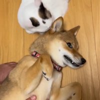 飼い主と猫に囲まれて穏やかな顔をしている犬