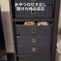 引き出しの中に入って画面左側を見つめる2匹の猫