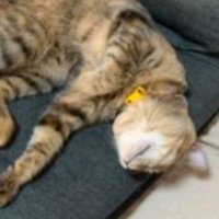 寝ている猫