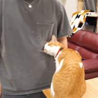 飼い主のお腹に頭をすりつける猫