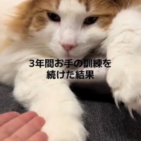 くつろぐ猫