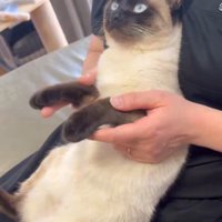 見上げる猫2