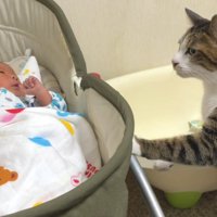 ベビーベッドから離れる猫