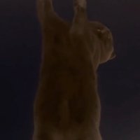 よじ登る猫