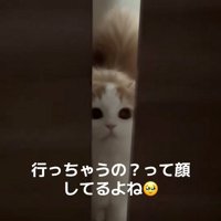 諦めない猫