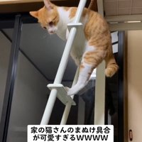 必死な猫