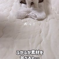 ふみふみしている猫