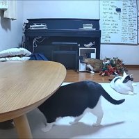 ツリーで遊ぶ秀吉くん