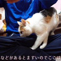 歩き回る猫