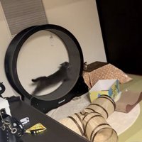 走る猫