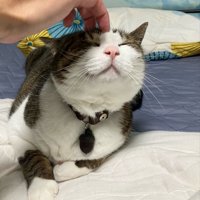 人間に撫でられるキジ白猫