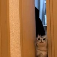 少し開いたドアの隙間から顔をのぞかせるジャックくん