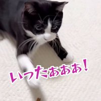手に猫パンチする猫