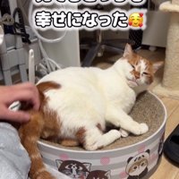 リラックスしている猫