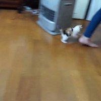 人のあとをついていく子猫