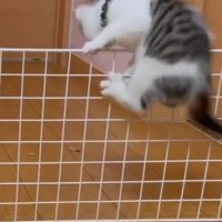 子猫が柵に飛びついている瞬間