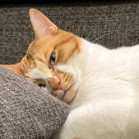 室内にいる猫