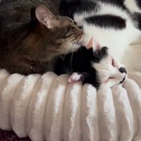 くっついて寝る2匹の猫