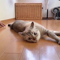 横になる猫