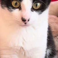 猫の顔のアップ