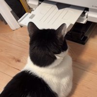 プリンター前に座る猫