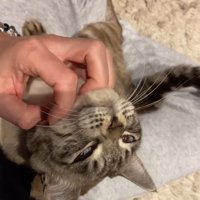 飼い主の膝に乗る猫