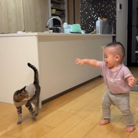 足を踏み出した赤ちゃんを見つめる猫