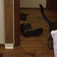 廊下に落ちている長靴を見ている猫