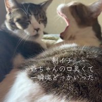 大きなあくびをする猫と眠そうな猫