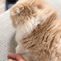 背を向ける猫