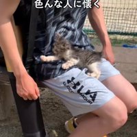 膝の上に乗る子猫