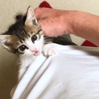 左足で鳴いて