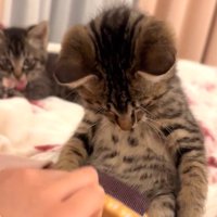 真下を見る猫（奥にもう一匹の猫）