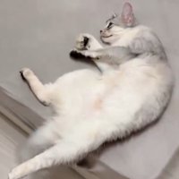 猫が横向きでエアふみふみしている様子