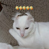 座る猫