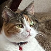前をぼんやり眺める猫の顔