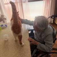 テーブルの上でしっぽを立てる猫