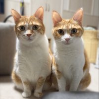 そっくりな2匹