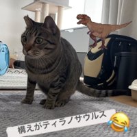 画面左奥を体を屈めて覗き込んでいる猫