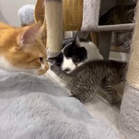 ピーポ母ちゃんの紹介