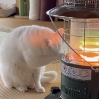 毛づくろいする猫の写真2