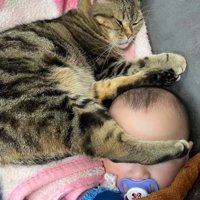 赤ちゃんの顔に後ろ足を乗せる猫