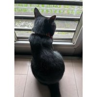 ニャルソック中の猫