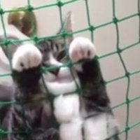 お顔と前足のアップ