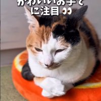 別の方向を見る猫